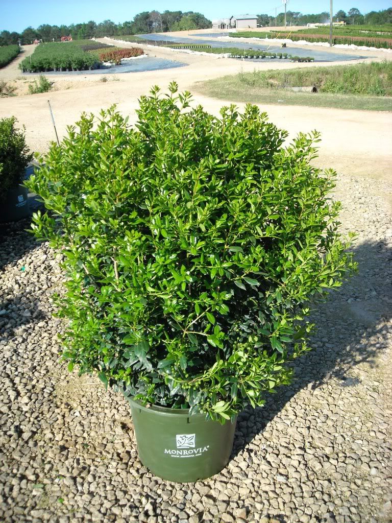 15 Ilex Needlepoint Photo by MonroviaCairo Photobucket